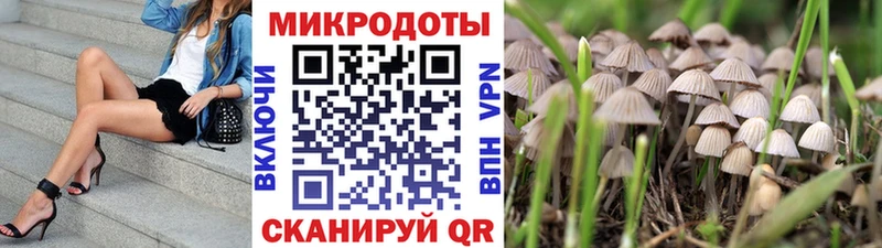 где можно купить   Псков  Псилоцибиновые грибы Cubensis 